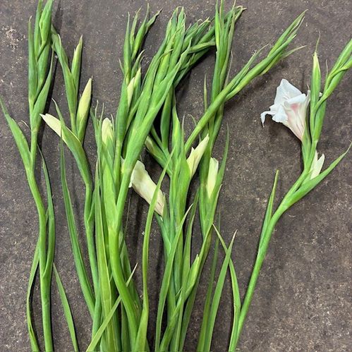 GLADIOLUS GLAMINI VIT