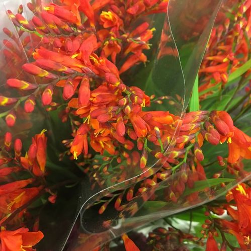 MONTBRETZIA ORANGE