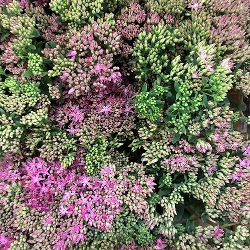 SEDUM SPECTABLE CARL