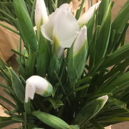 IRIS VIT