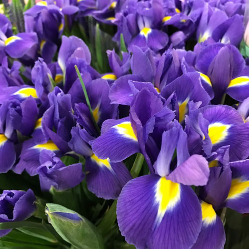 IRIS BLUE MAGIC EXTRA