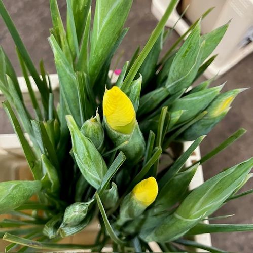 IRIS GUL APOLLO