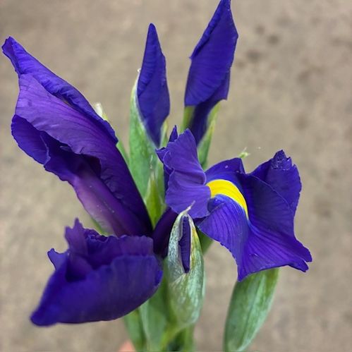 IRIS HONG KONG