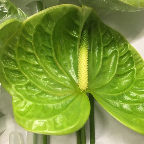 ANTHURIUM MIDORI/GRAND SLAM GRÖN X12
