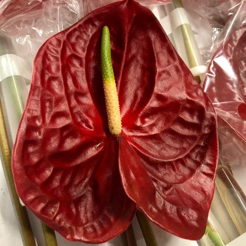 ANTHURIUM CALISTO RÖD/BRUN X8