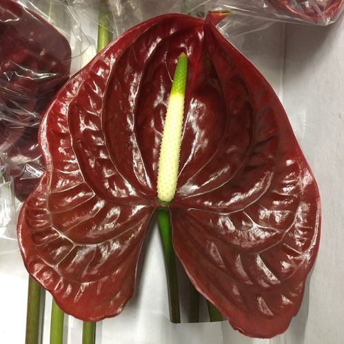ANTHURIUM TROPIC NIGHT MÖRKRÖD x12