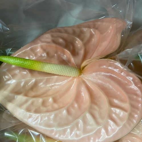 ANTHURIUM CHEERS APRIKOS/ROSA x12
