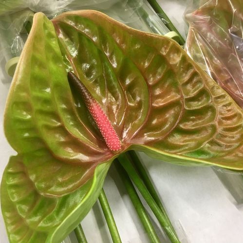 ANTHURIUM PISTACHE x12