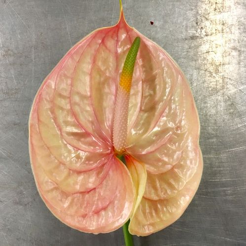 ANTHURIUM NUNZIA APRIKOS x12