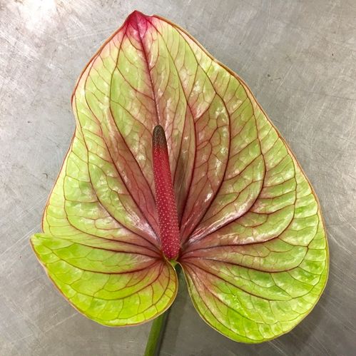 ANTHURIUM TEQUILA BRUN/GRÖN/ROSA x16