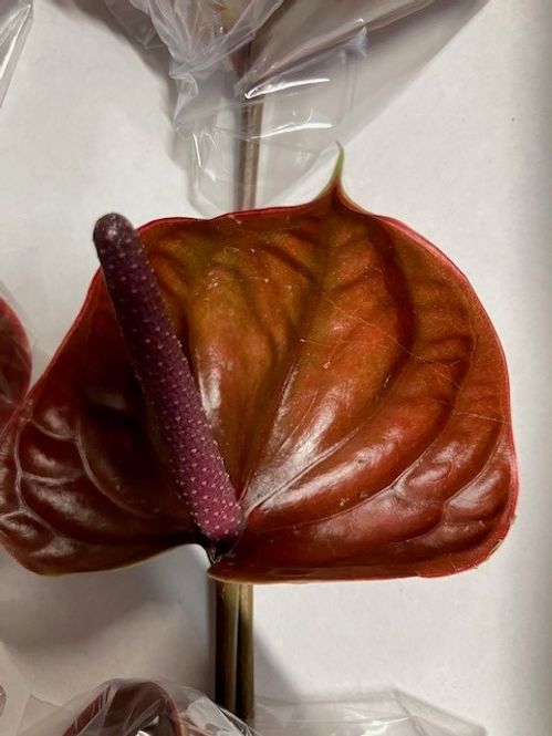 ANTHURIUM CANTILLO X12