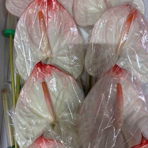 ANTHURIUM LYBRA VIT/ROSA/LIME X16