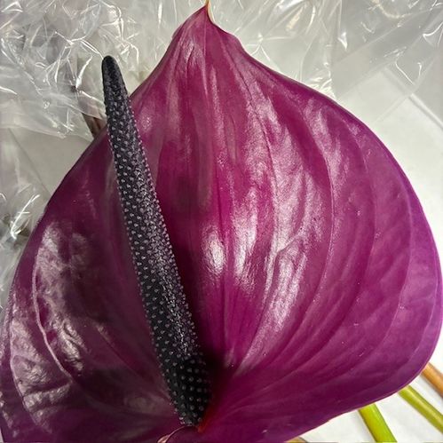 ANTHURIUM MARAVILLA X12