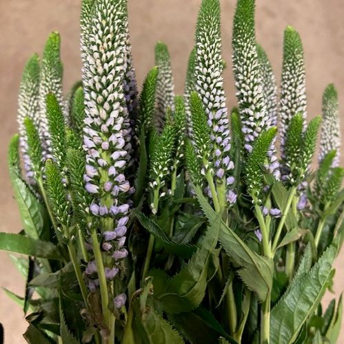 AXVERONICA LILA/LAVENDEL