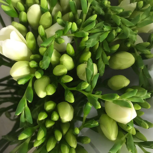 FREESIA VIT
