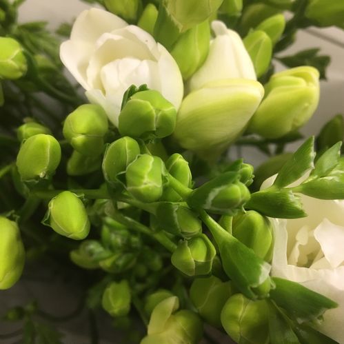 FREESIA DUBBEL VIT
