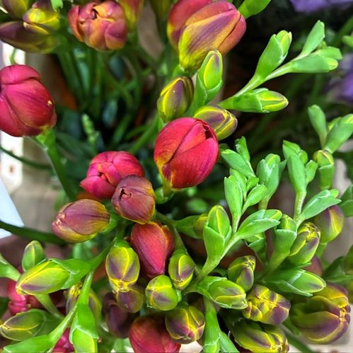 FREESIA MANDARINE ORANGE