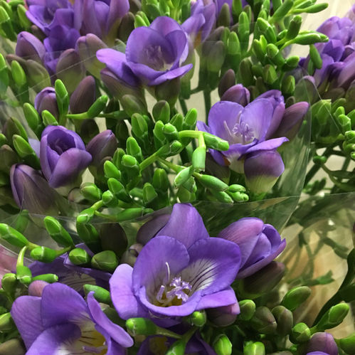 FREESIA MÖRKBLÅ