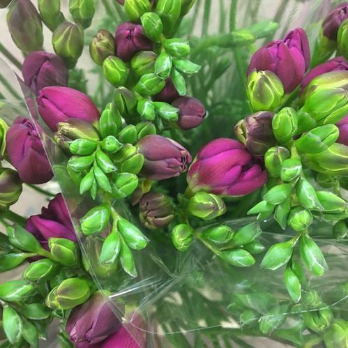 FREESIA PURPLE RAIN CERISE