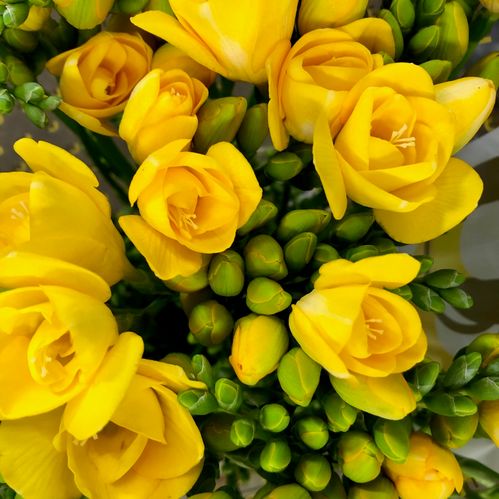 FREESIA DUBBEL GUL