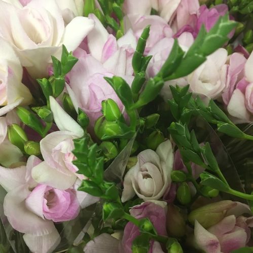 FREESIA DUBBEL ROSA