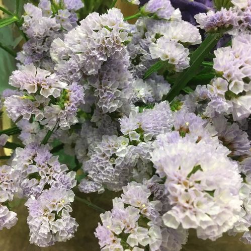 STATICE LAVENDEL