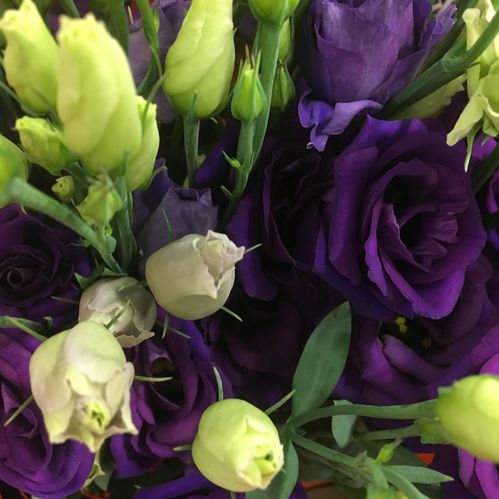LISIANTHUS DUBBEL BLÅ