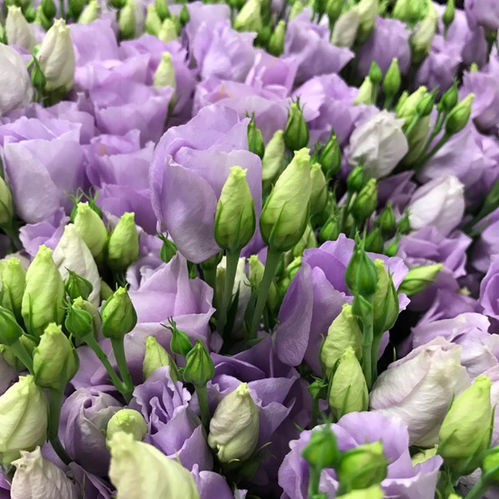 LISIANTHUS ENKEL LJUSLILA