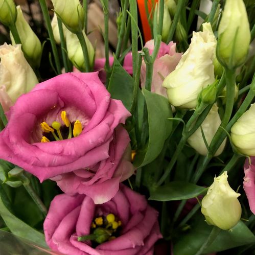LISIANTHUS DUBBEL MÖRKROSA