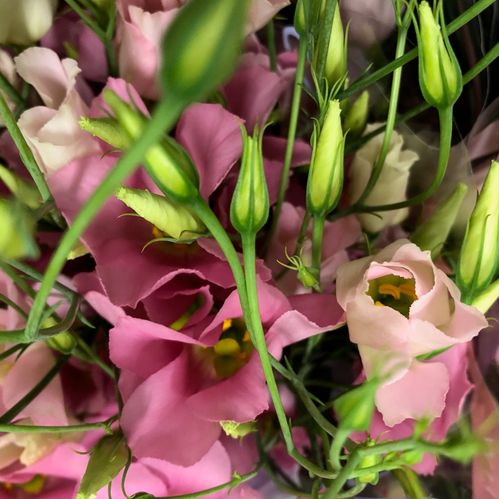 LISIANTHUS ENKEL ROSA