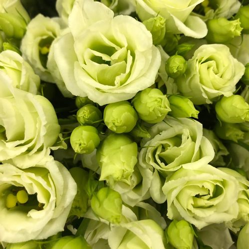 LISIANTHUS DUBBEL LIME