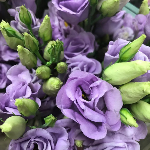 LISIANTHUS DUBBEL CORELLI  LJUSLILA