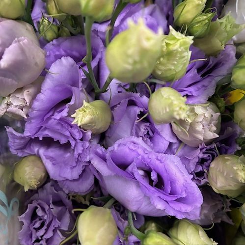 LISIANTHUS DUBBEL LISSANNE LJUSLILA