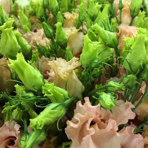 LISIANTHUS DUBBEL APRIKOS