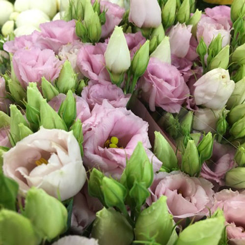 LISIANTHUS DUBBEL LJUSROSA