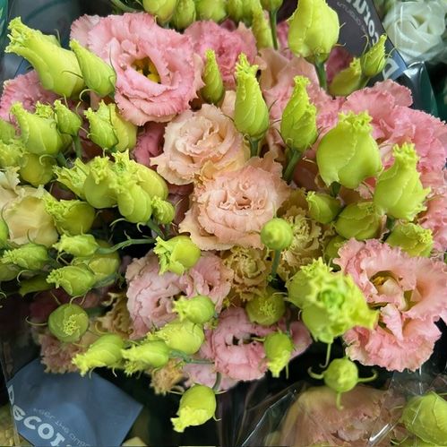 LISIANTHUS DUBBEL CHAMPAGNE