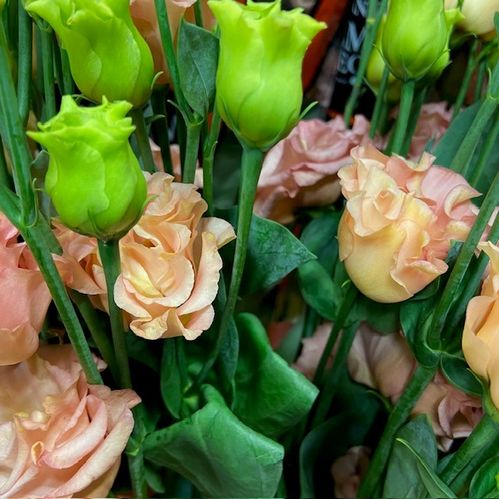 LISIANTHUS DUBBEL SABRINA LAX