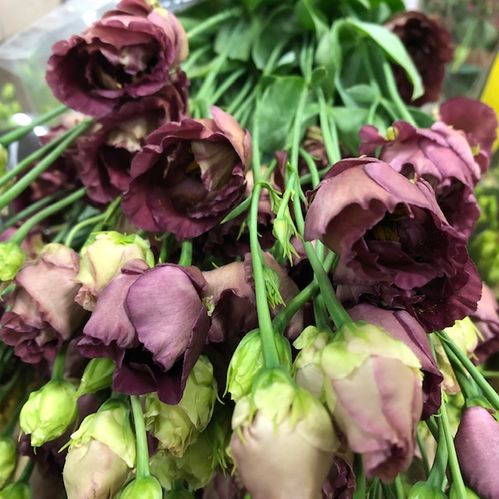 LISIANTHUS DUBBEL ROSANNE BROWN