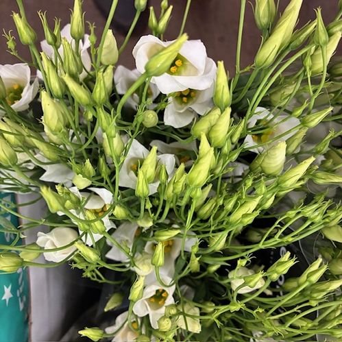 LISIANTHUS BOTANIC VIT