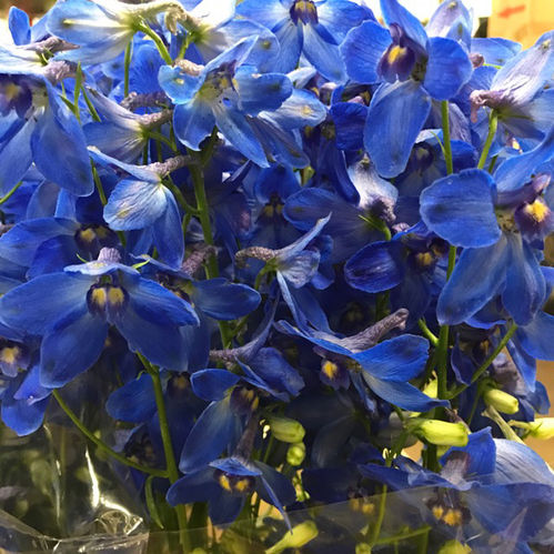 DELPHINIUM VÖLKEFRIEDEN 60-70 CM
