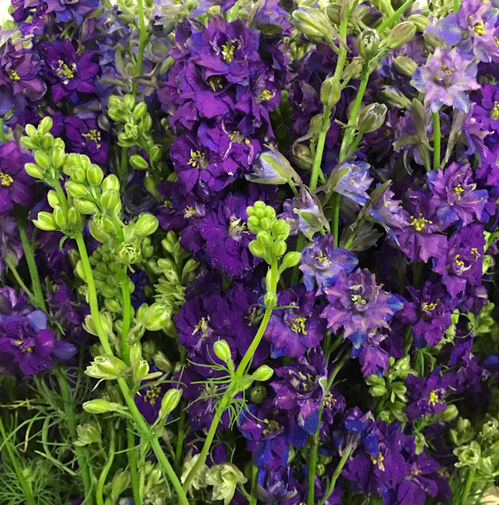 DELPHINIUM QIS AJACIS SOMMAR BLÅ