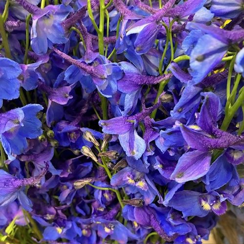 DELPHINIUM BELLA DONNA BLÅ 60CM