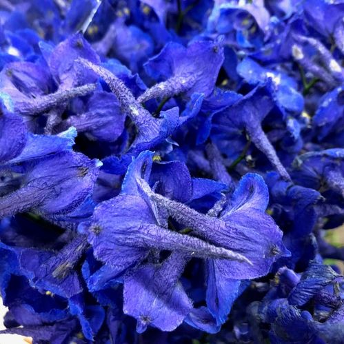 DELPHINIUM ATLANTIS BLÅ 70-80CM
