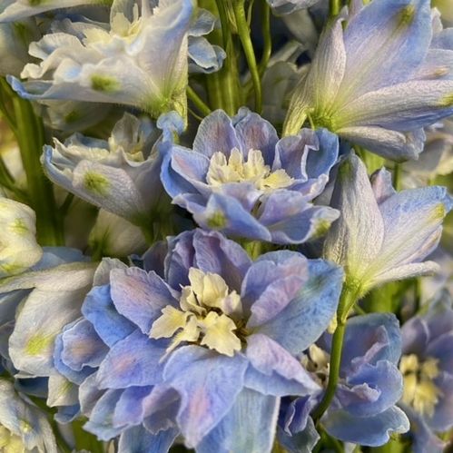 DELPHINIUM HYBRID LAVENDER