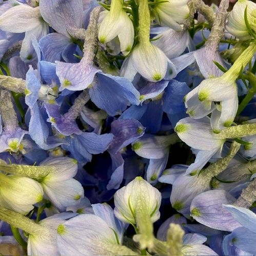 DELPHINIUM BALKLEID LJUSBLÅ