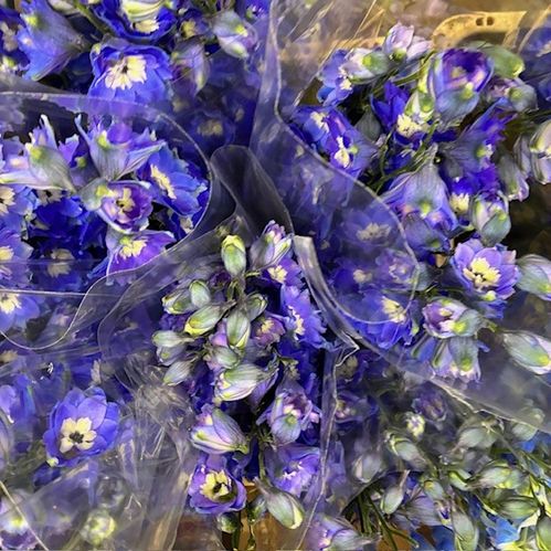 DELPHINIUM DUBBEL NAYV BLUE