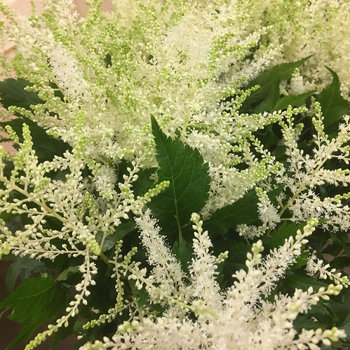 ASTILLBE VIT