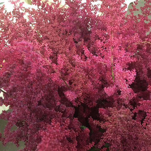 ASTILLBE MÖRKRÖD
