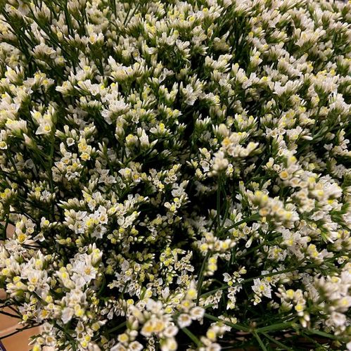 LIMONIUM VIT 60-70CM