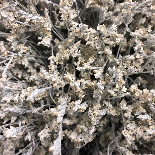 LIMONIUM VIT + GLITTER
